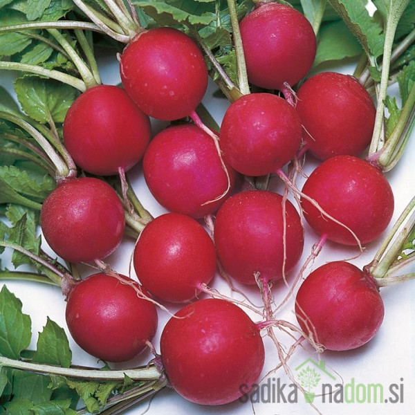 Sjeme BIO Rotkvica Saxa