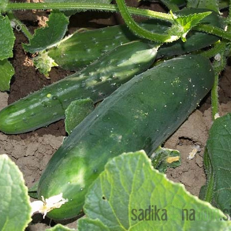 Sjeme BIO Krastavac Sunčani potok / Marketmore