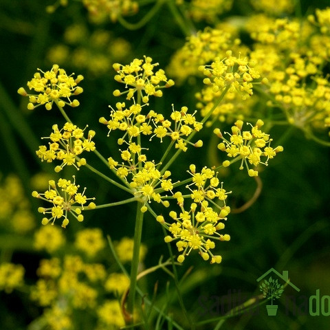 Aromatično bilje komorač / slatki komorač 