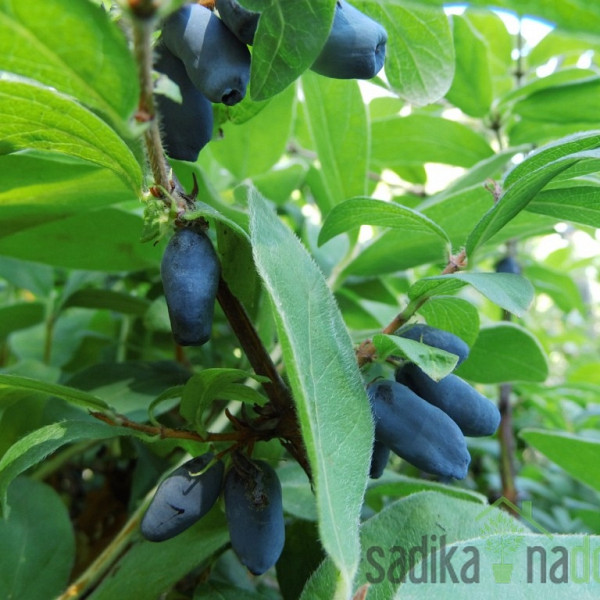 Sibirska borovnica Atut