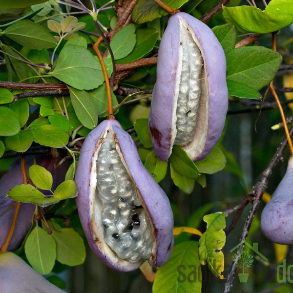 Akebija/Akebia Quinata