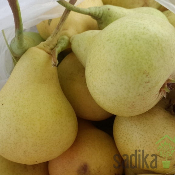 Kruška Tikvica Nagovik