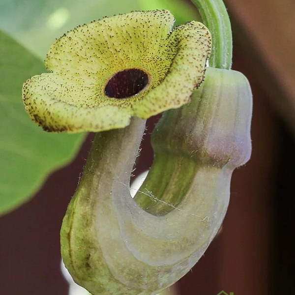 Velikolistna kopitnjakovka/ Nizozemska lula (aristolochia macrophylla)