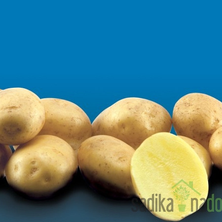 sjemenski krumpir Artemis