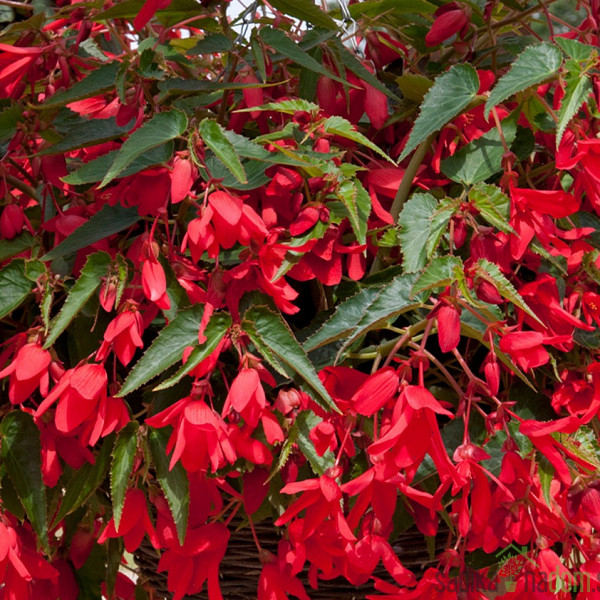 Bolivijska begonija (begonia boliviensis)