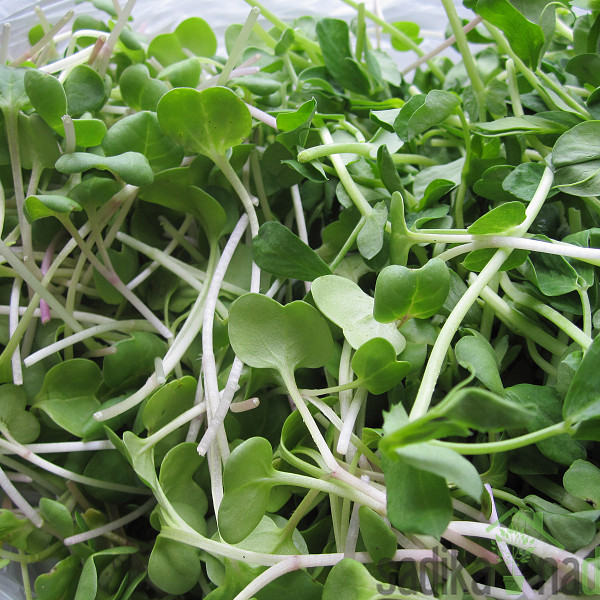 Sjeme BIO Klice Rotkva Daikon