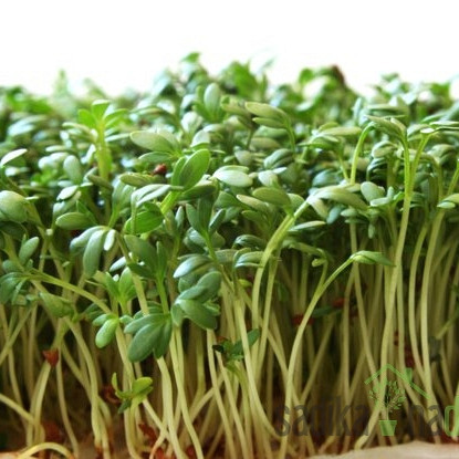 Sjeme BIO  Potočarka / Vodena kreša