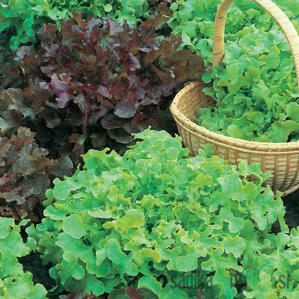 Sjeme BIO Salata Salad Bowl šarena mješavina 