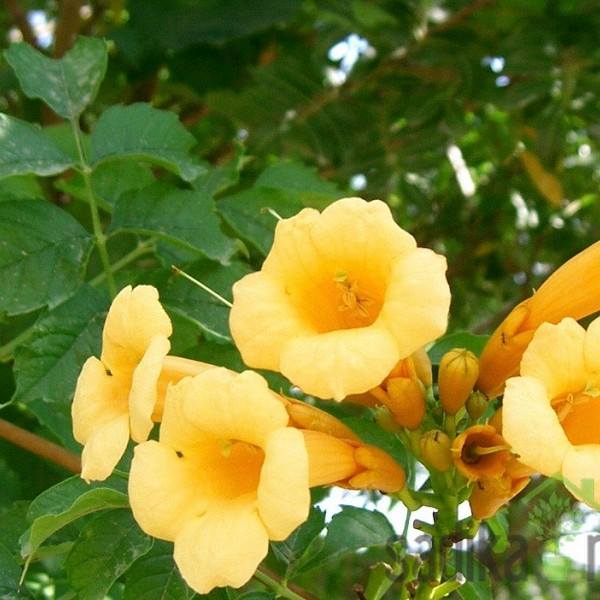 Trubasti jasmin Flava (Campsis Radicans)