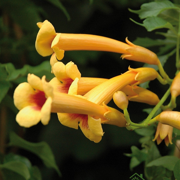 Trubasti jasmin Judy (Campsis Radicans)