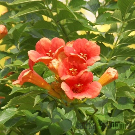 Trubasti jasmin Ursynow (Campsis Radicans)