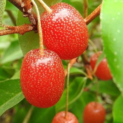 Mnogocvijetna dafina Pointilla