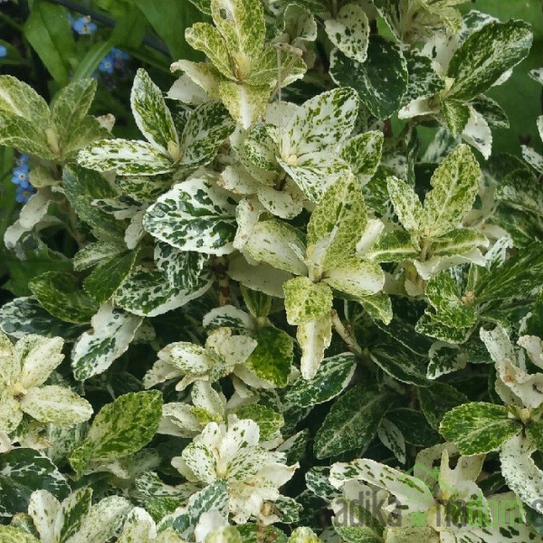 Fortuneova kurika  Harlequin (Euonymus fortunei)