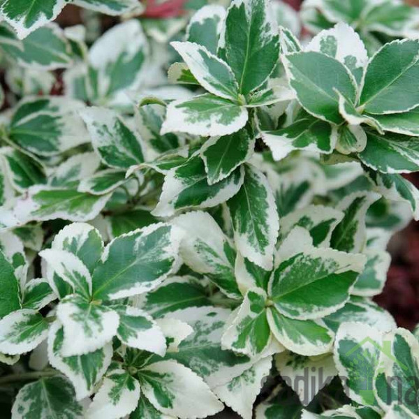 Fortuneova kurika Silver Queent (Euonymus fortunei)