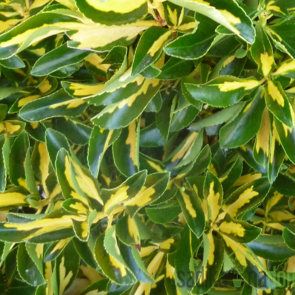 Fortuneova kurika Sunspot (Euonymus fortunei)