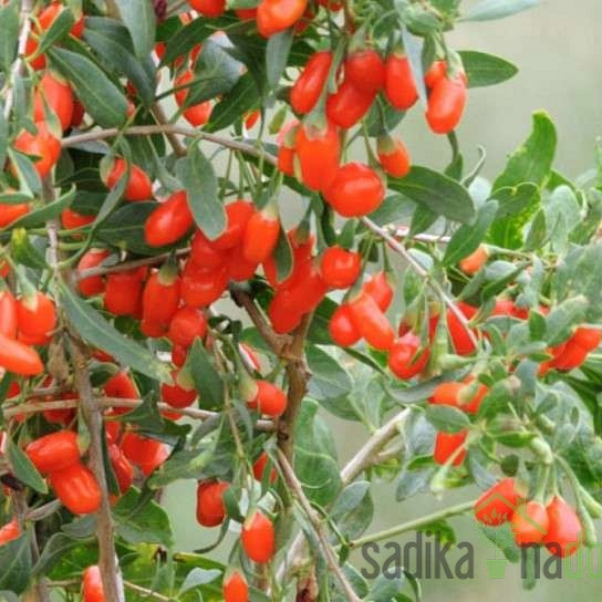 Goji jagoda NQ1