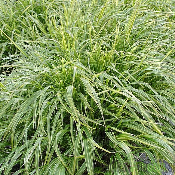 Ukrasna japanska trava Albostriata (hakonechloa macra)