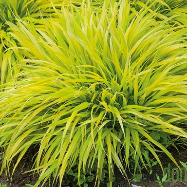 Ukrasna japanska trava (hakonechloa macra)