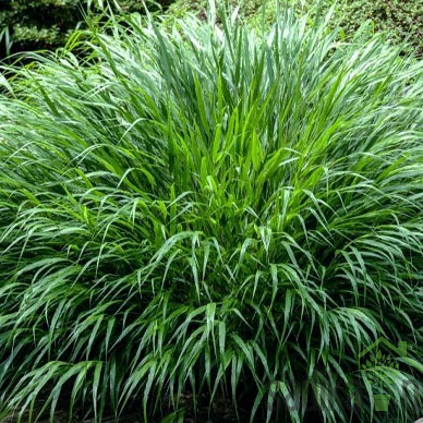 Ukrasna japanska trava Greenhills (hakonechloa macra)