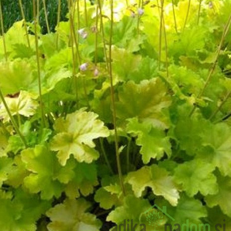 Heuchera Lime Americano (Heuchera world caffe) 