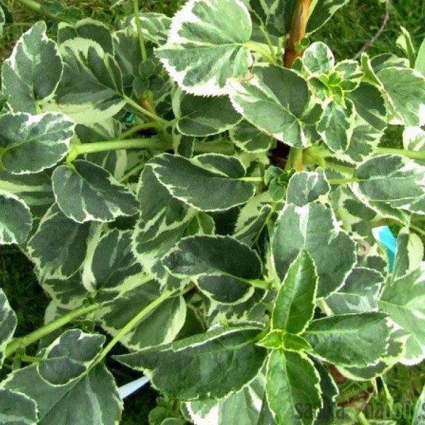 Hortenzija penjačica (Hydrangea anomala subsp. petiolaris)