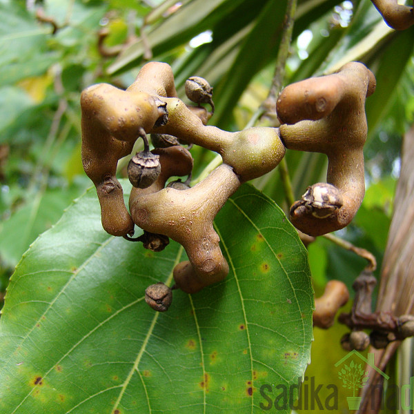 Hovenia dulcis - Bonbon drvo / japansko grožđica stablo