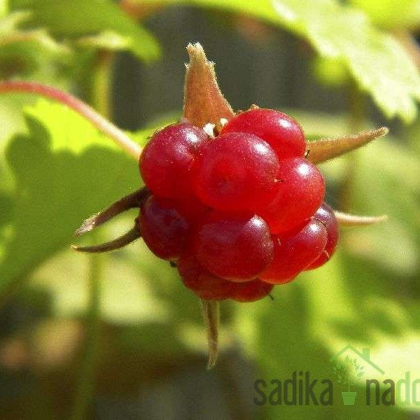 Malina arktička  (Rubus arcticus L.)  pokrivanje Beata