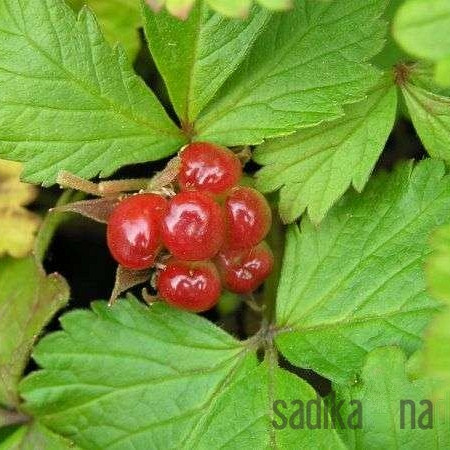 Malina arktička pokrovna Sofia
