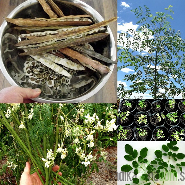 Moringa