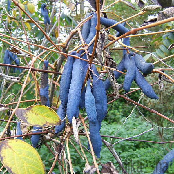 Plavi krastavac (Decaisnea fargesii)