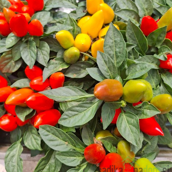 Ukrasna paprika (capsicum annuum)