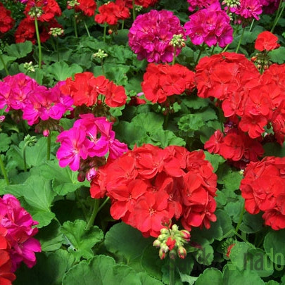 Pelargonija (Pelargonium sp.)