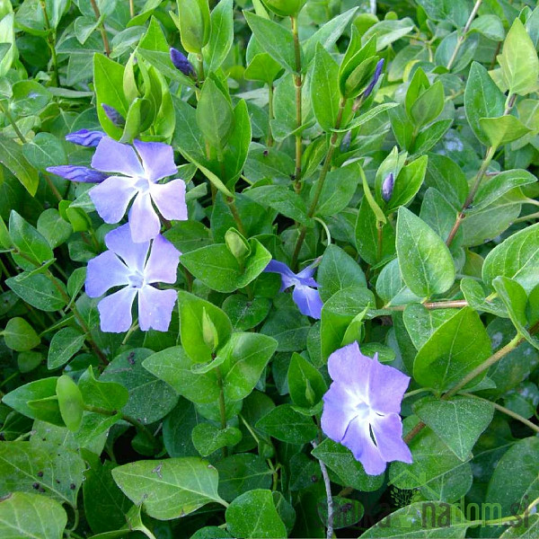 Veliki zimzelen (Vinca major)