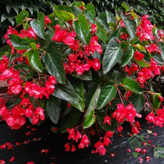 Zmajeva krila (Begonia hyb.)