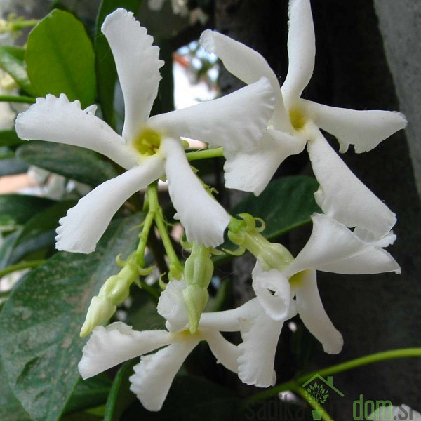 Zvjezdasti jasmin (Rhyncospermum Jasminoides)
