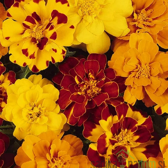 Kadifica (tagetes patula)