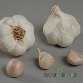 Češnjak Messidrome