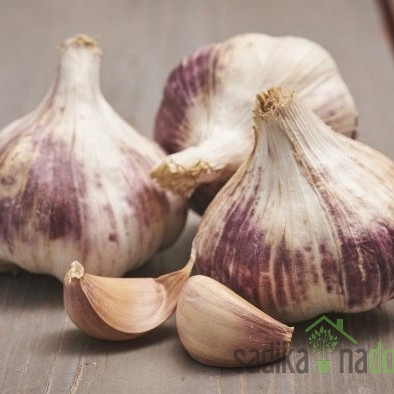 Češnjak Germidour