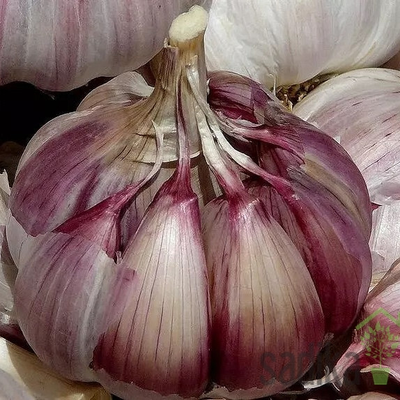 Češnjak Morado de Cuenca