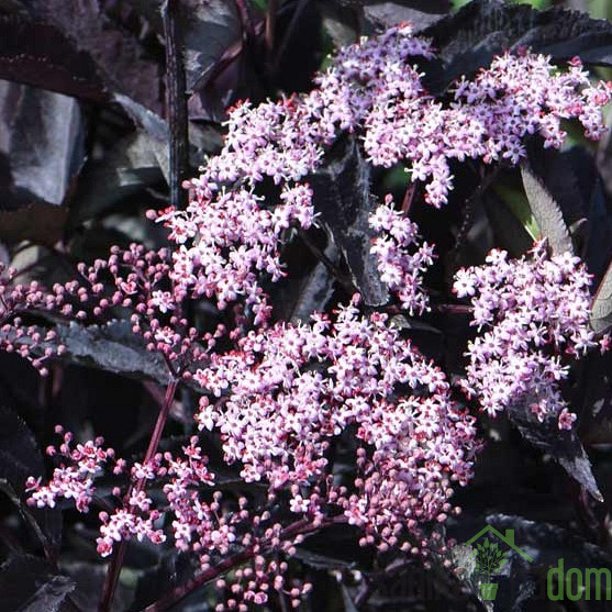 Crna bazga Black Beauty - UKRASNA