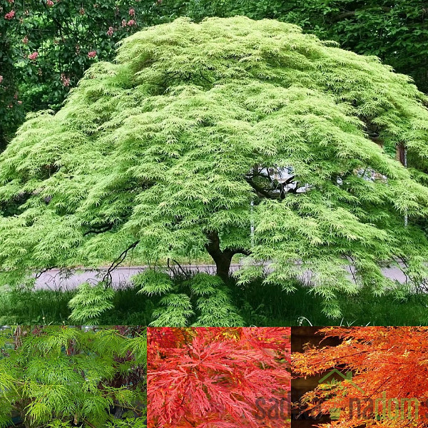 Acer palmatum Emerald Lace - Japanski javor