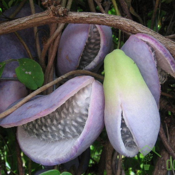 Akebija/Akebia Quinata Variegata