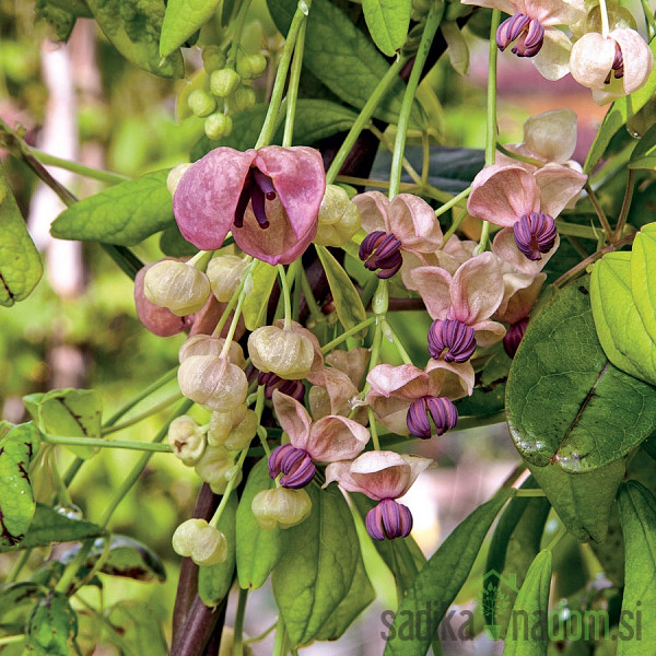 Akebia Quinata Silver Bells