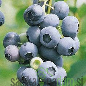 Američka borovnica Sierra