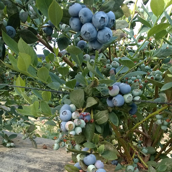 Američka borovnica Alix Blue