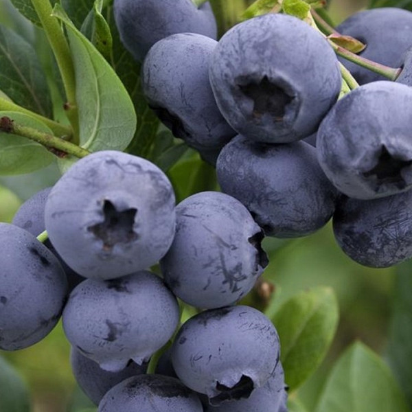 Američka borovnica Hortblue petite - 2X RODNA
