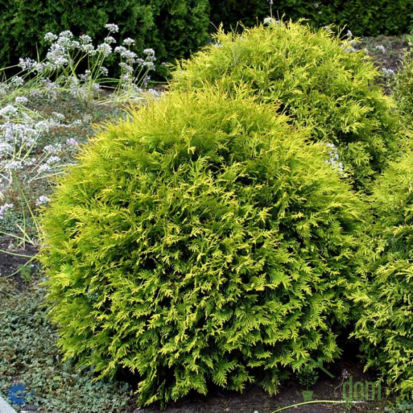 Američka tuja Golden Globe (Thuja Occidentalis)