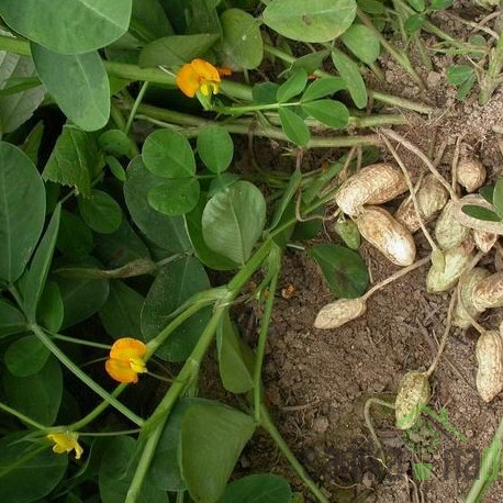 Aromatično bilje Arašid/Kikiriki