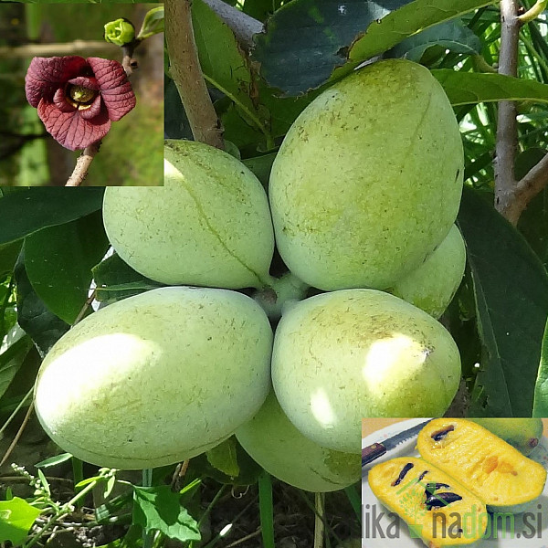 Asimina Prolific- CIJEPLJENA
