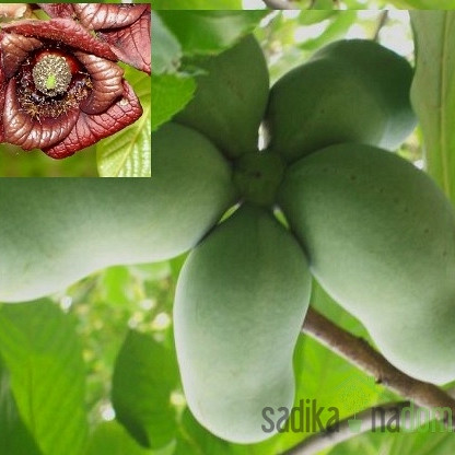 Asimina Rebecca`s gold - CIJEPLJENA